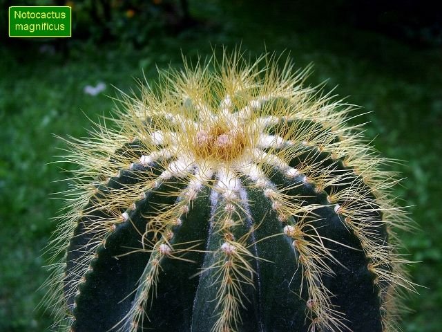 Notocactus _magnificus _07